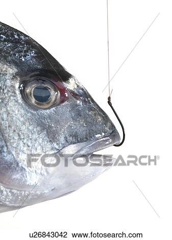 Hooked fish View Large Photo Image Stock Image - Hooked fish. Fotosearch