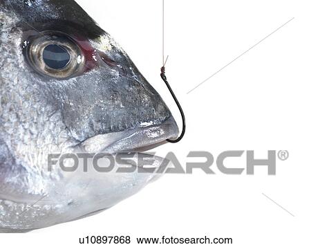 Hooked fish View Large Photo Image Stock Photo - Hooked fish. Fotosearch
