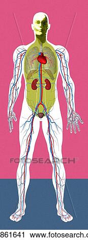 Human anatomy, artwork View Large Photo Image Stock Image - Human anatomy, artwork. Fotosearch