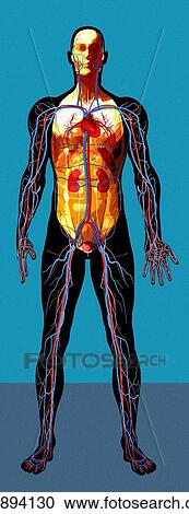 Stock Image - Human anatomy, artwork. Fotosearch
