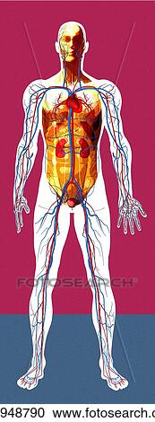 Human anatomy, artwork View Large Photo Image Stock Image - Human anatomy, artwork. Fotosearch