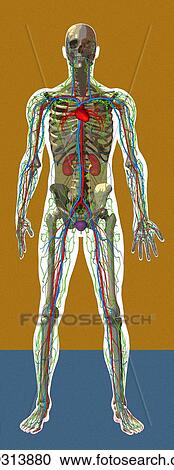 Stock Image - Human anatomy, artwork. Fotosearch