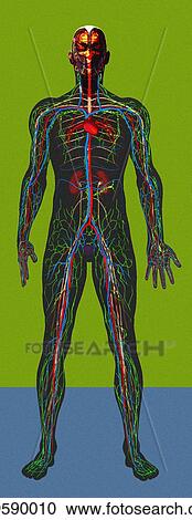 Human anatomy, artwork View Large Photo Image Stock Image - Human anatomy, artwork. Fotosearch