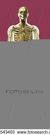 Human anatomy, artwork View Large Photo Image Stock Image - Human anatomy, artwork. Fotosearch