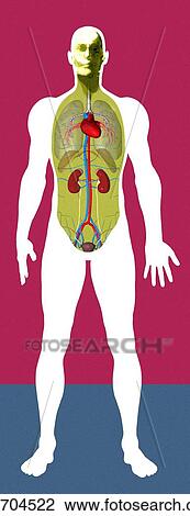 Stock Image - Human anatomy, artwork. Fotosearch