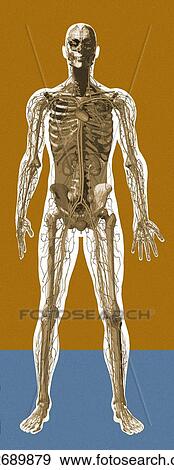 Human anatomy, artwork View Large Photo Image Stock Photo - Human anatomy, artwork. Fotosearch