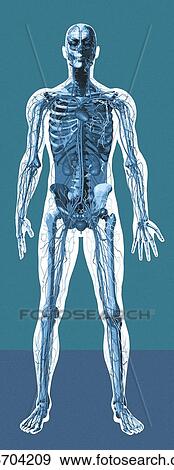 Stock Photo - Human anatomy, artwork. Fotosearch
