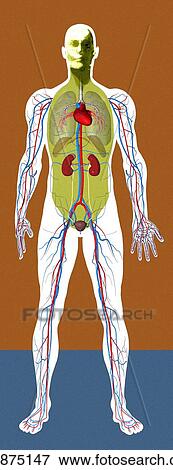 Human anatomy, artwork View Large Photo Image Stock Photo - Human anatomy, artwork. Fotosearch