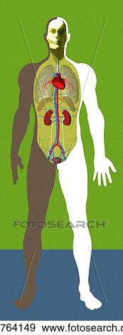 Stock Photo - Human anatomy, artwork. Fotosearch
