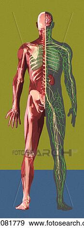 Human anatomy, artwork View Large Photo Image Stock Photo - Human anatomy, artwork. Fotosearch