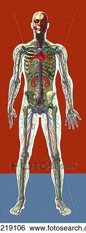 Human anatomy, artwork View Large Photo Image Stock Photograph - Human anatomy, artwork. Fotosearch
