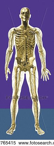 Human anatomy, artwork View Large Photo Image Stock Photography - Human anatomy, artwork. Fotosearch
