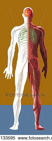 Stock Photography - Human anatomy, artwork. Fotosearch
