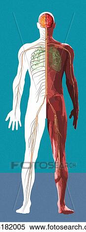 Stock Photography - Human anatomy, artwork. Fotosearch