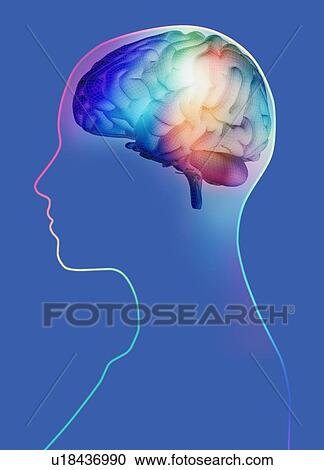Human brain, artwork View Large Photo Image Stock Image - Human brain, artwork. Fotosearch