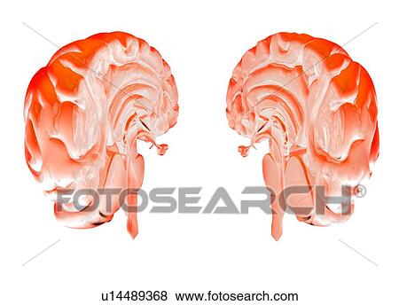 Stock Photo - Human brain, artwork. Fotosearch