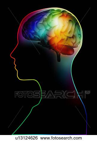 Human brain, artwork View Large Photo Image Stock Photograph - Human brain, artwork. Fotosearch