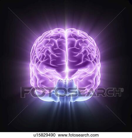 Stock Image - Human brain, computer artwork. Fotosearch