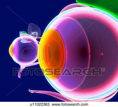 Human eye anatomy, artwork View Large Photo Image Stock Image - Human eye anatomy, artwork. Fotosearch