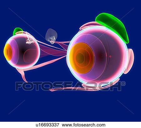 Stock Photo - Human eye anatomy, artwork. Fotosearch