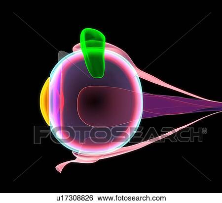 Stock Photograph - Human eye anatomy, artwork. Fotosearch