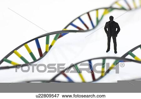 Human genome, conceptual image View Large Photo Image Stock Photo - Human genome, conceptual image. Fotosearch