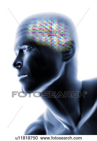 Stock Image - Human head with EEG brainwaves. Fotosearch