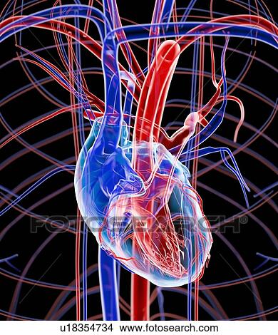 Picture - Human heart, artwork. Fotosearch
