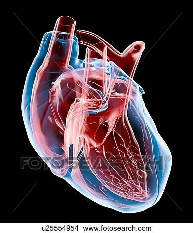 Picture - Human heart, artwork. Fotosearch