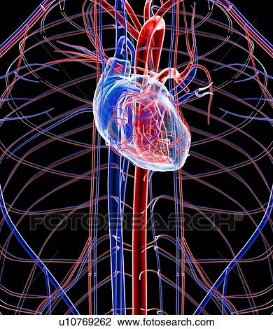 Human heart, artwork View Large Photo Image Stock Image - Human heart, artwork. Fotosearch
