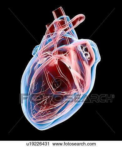 Stock Image - Human heart, artwork. Fotosearch