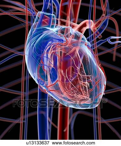 Human heart, artwork View Large Photo Image Stock Photo - Human heart, artwork. Fotosearch