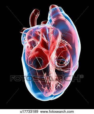Stock Photo - Human heart, artwork. Fotosearch