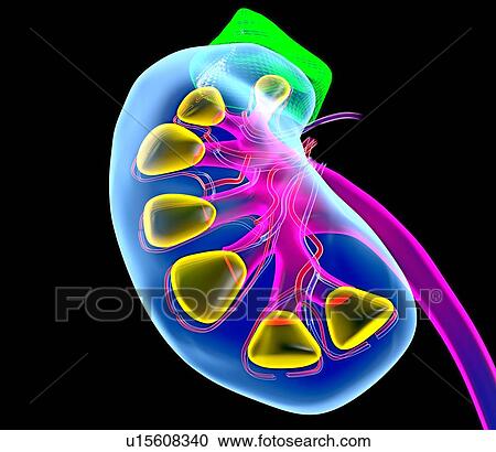 Stock Image - Human kidney, artwork. Fotosearch