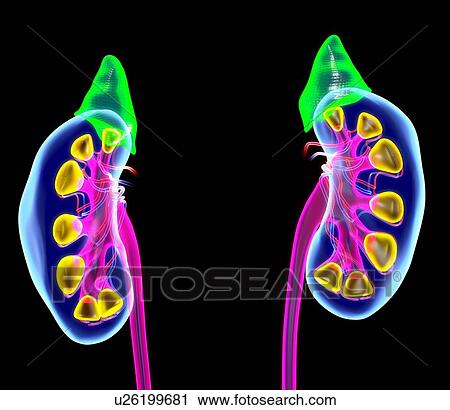 Human kidneys, artwork View Large Photo Image Stock Image - Human kidneys, artwork. Fotosearch