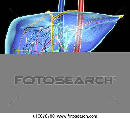 Human liver, artwork View Large Photo Image Stock Image - Human liver, artwork. Fotosearch