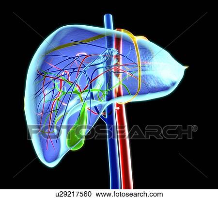 Human liver, artwork View Large Photo Image Stock Image - Human liver, artwork. Fotosearch