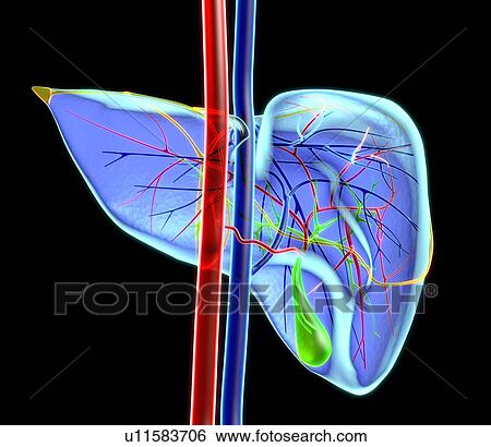 Stock Photograph - Human liver, artwork. Fotosearch