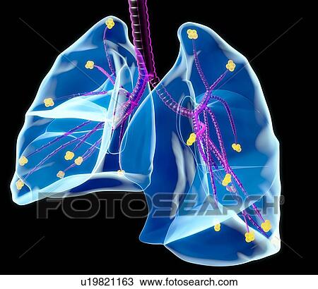 Stock Image - Human lungs, artwork. Fotosearch