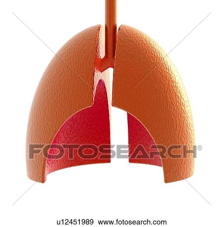 Stock Photo - Human lungs, artwork. Fotosearch