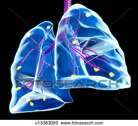 Human lungs, artwork View Large Photo Image Stock Photo - Human lungs, artwork. Fotosearch