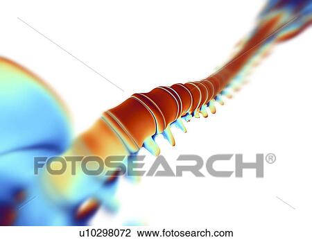 Human spine, computer artwork View Large Photo Image Stock Image - Human spine, computer artwork. Fotosearch