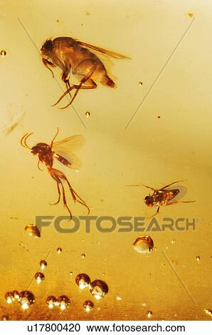 Stock Image - Insects fossilised in amber. Fotosearch