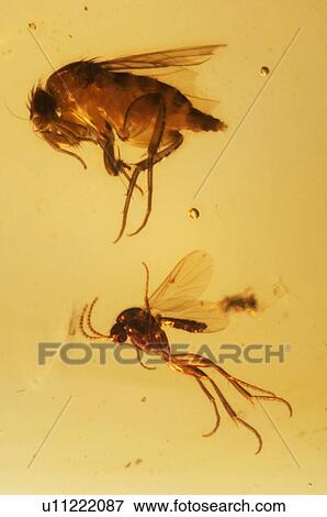 Stock Photo - Insects fossilised in amber. Fotosearch