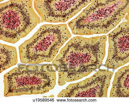 Stock Photograph - Intestinal villi, light micrograph. Fotosearch
