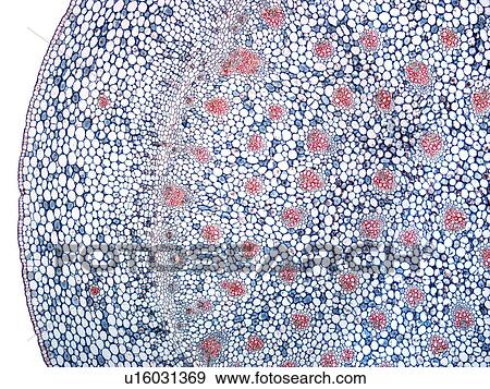 Stock Photo - Iris stem, light micrograph. Fotosearch
