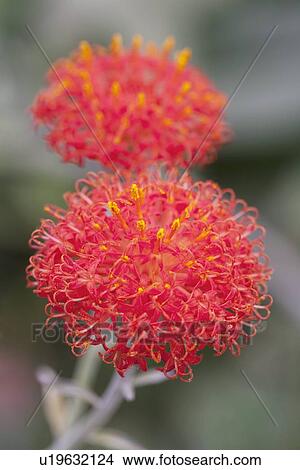 Picture - Kleinia abyssinica flowers. Fotosearch