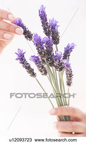 Lavender View Large Photo Image Stock Image - Lavender. Fotosearch
