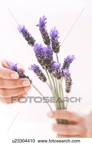 Lavender View Large Photo Image Stock Image - Lavender. Fotosearch