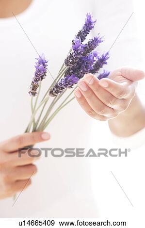 Lavender View Large Photo Image Stock Photo - Lavender. Fotosearch